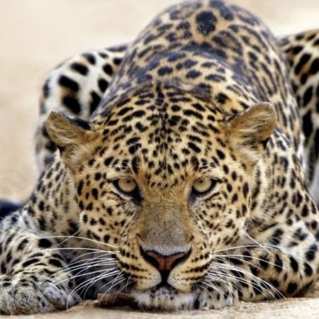 wise_leopard