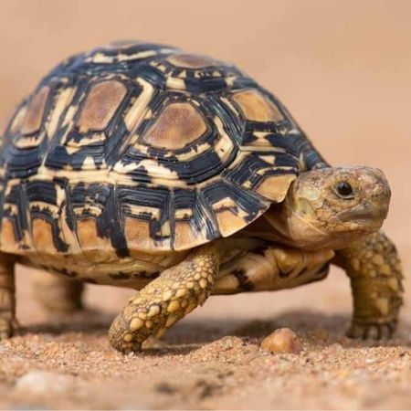 KillerTortoise