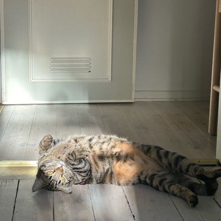 Nipseycosmo