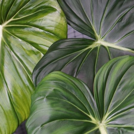 jannis.jungle