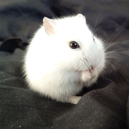 Elvis.Eriksson
