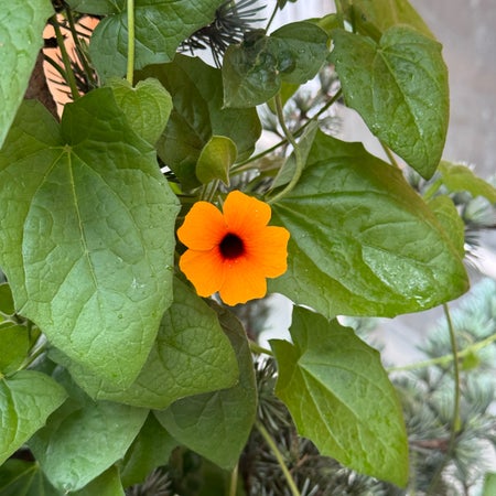 Flora2019