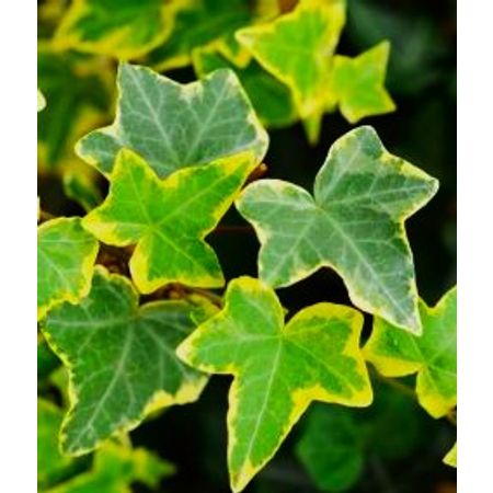 Hedera.Helix