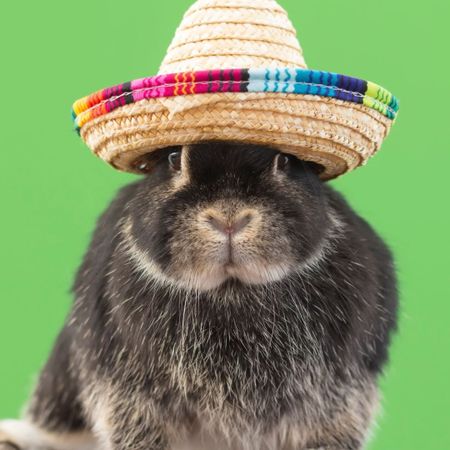 funny_bunny75
