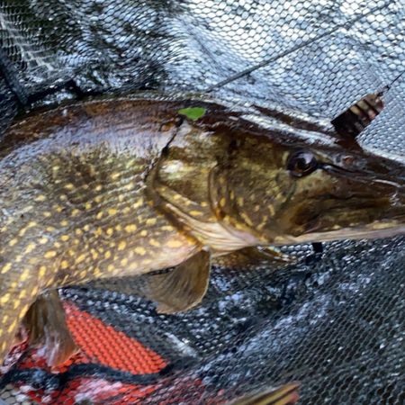 Bigfisher