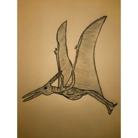grey.pterodactyl