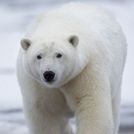 POLARBEAR83