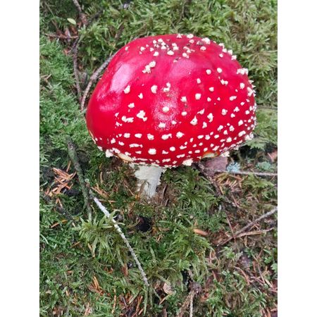 SOMMARHALVÅR
