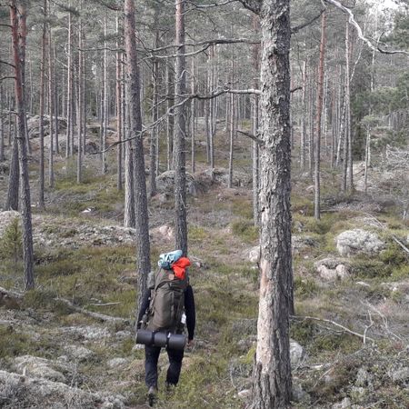 Kallejohansvamp