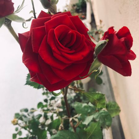 Rosebeauty121