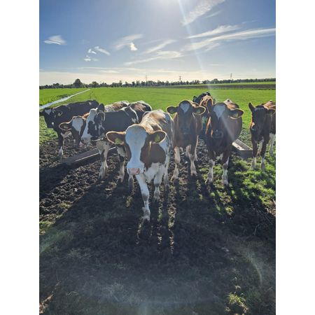 tijn-010