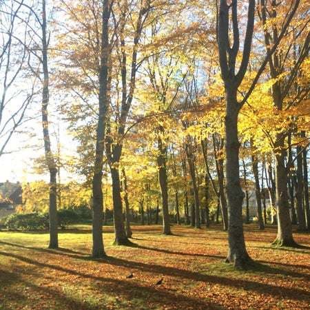 radioråttan