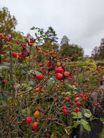 Lilla.loppisen