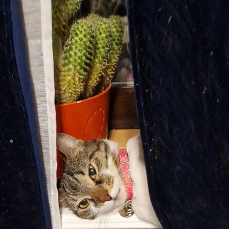 Smartkatt