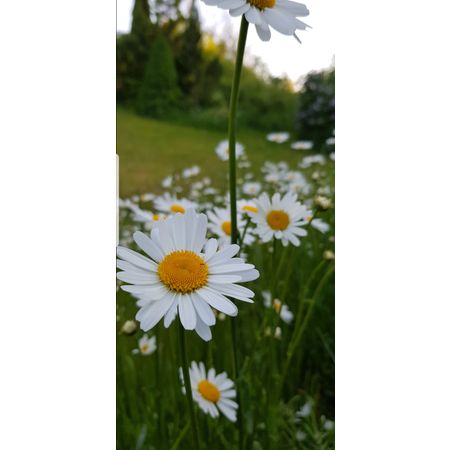 Floraman