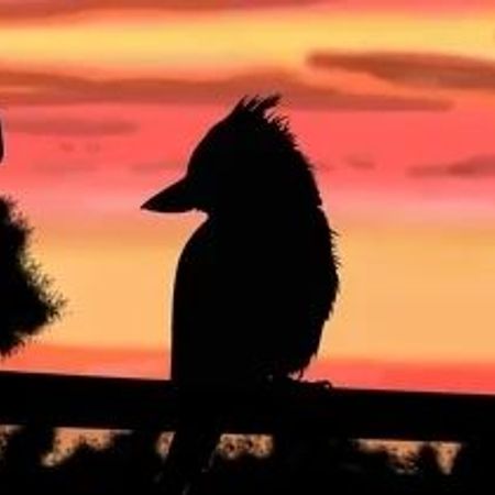 Kookaburra.