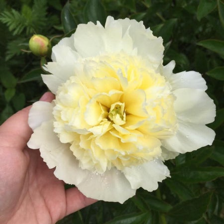Johannachristinas