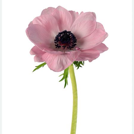 AnemoneDelphinium