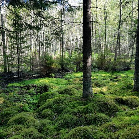 skogsek87