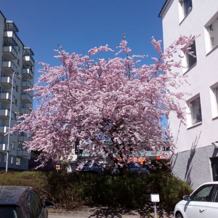 HannaÄ67