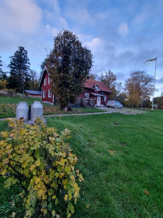 ACLarsson81