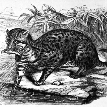 Fiskarkatten