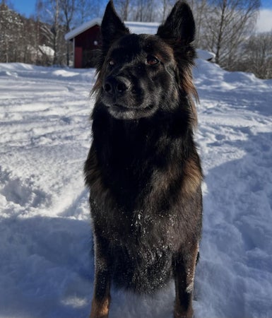 isskrapa