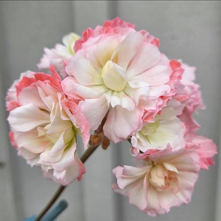 neaspelargoner
