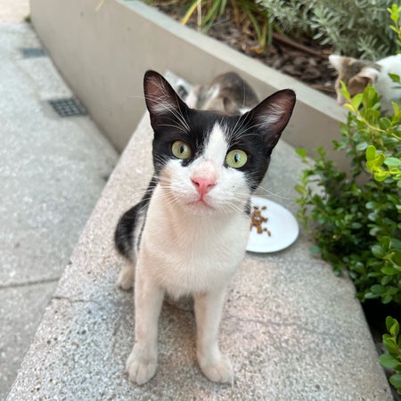 minjuan