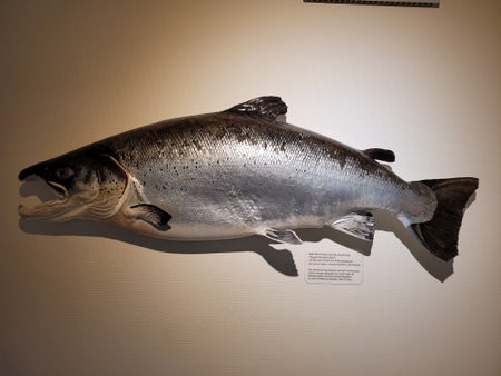 frippens