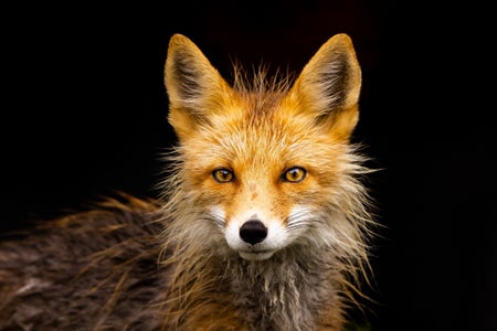 deepaklund