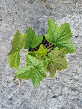 blooms_and_greens