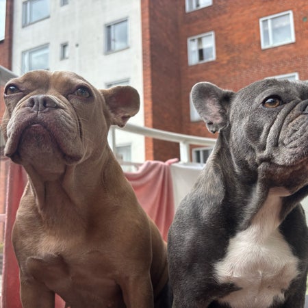 Frenchiemum