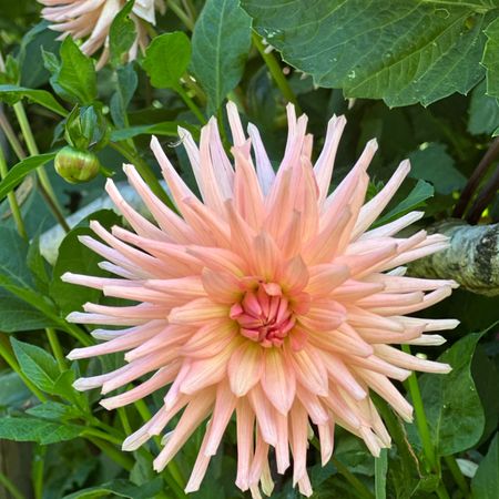 Edensparrhanna