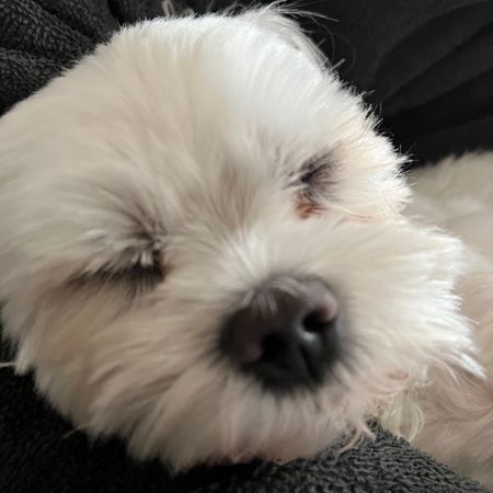 Foppadoja