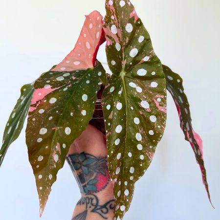 Plantsandstuff
