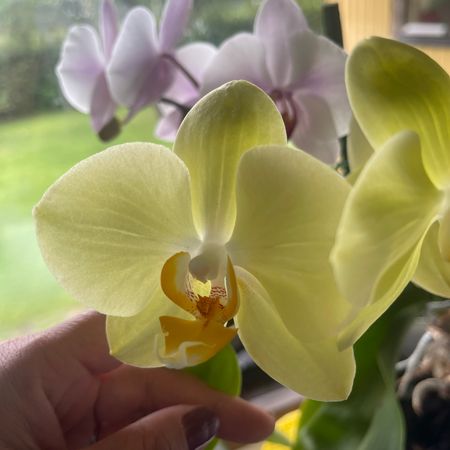 MissMary5
