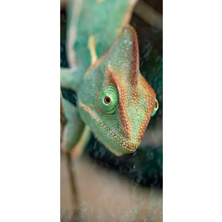 Kameleonten2