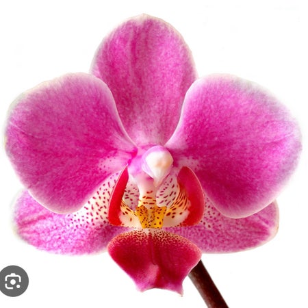 Cicciii15
