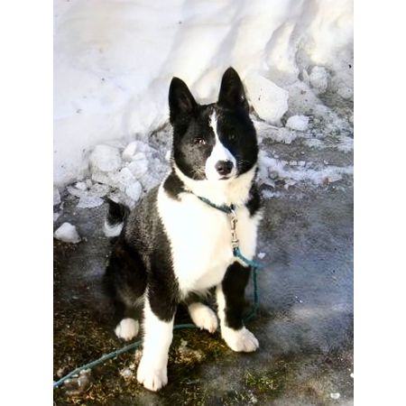 Björnhund