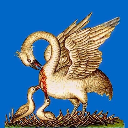 Pelicanus 08