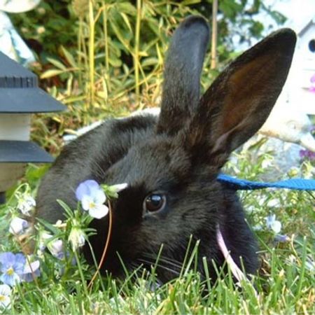 OneBlackRabbit