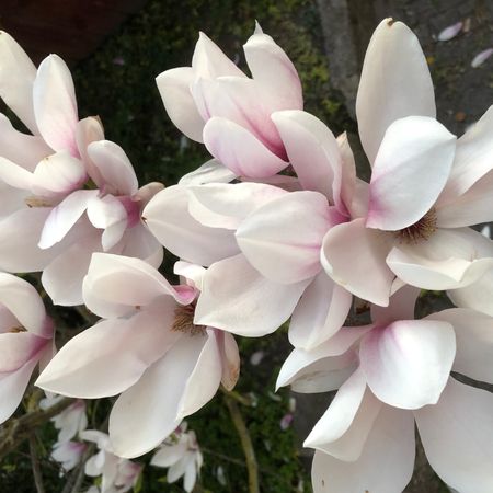 Magnoliakrusmynta