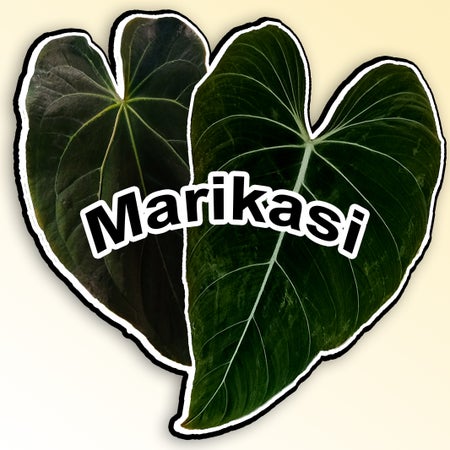 Marikasi