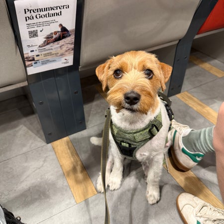 agile_dog
