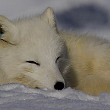 wfoxq