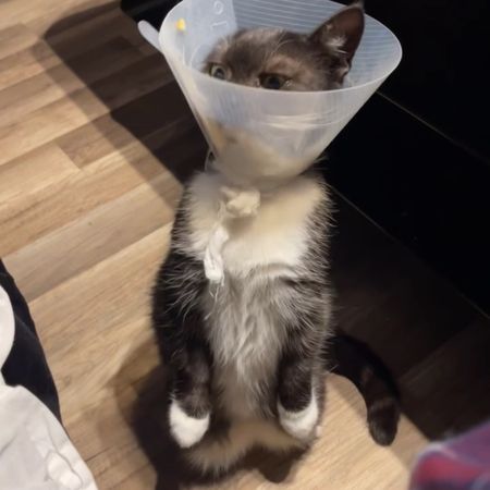 vattenmelon