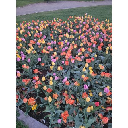 Solblomman_10