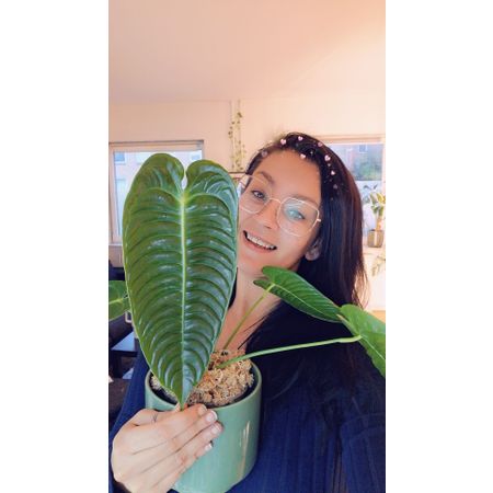 lailasplantetipsogtricks