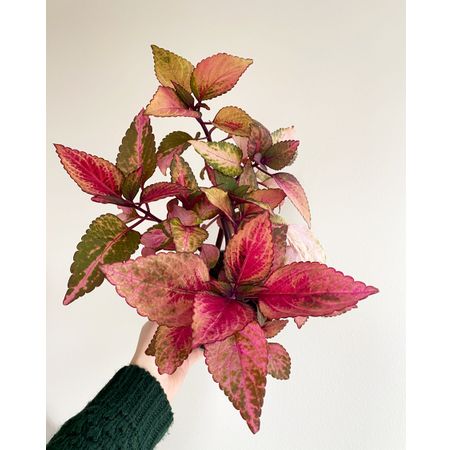 denisecoleus